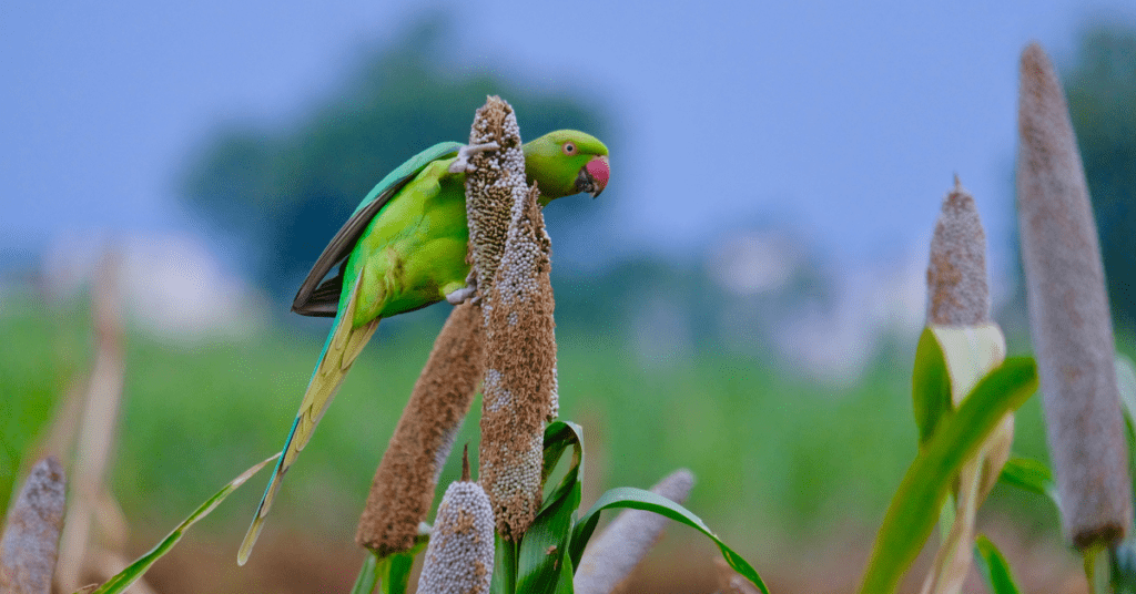 CAGED! The Fate of Protected Parrot Species in India 1 3 2