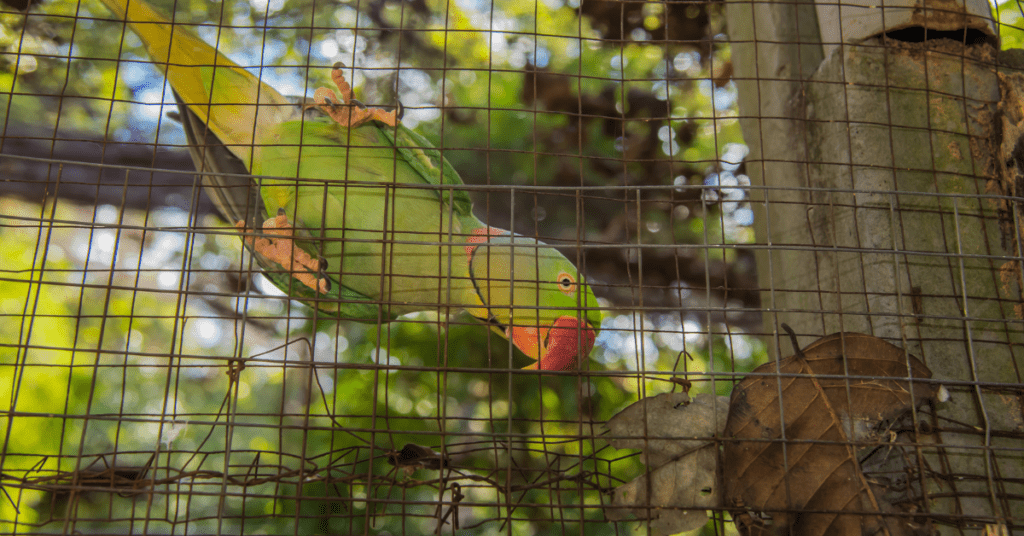 CAGED! The Fate of Protected Parrot Species in India 3 7