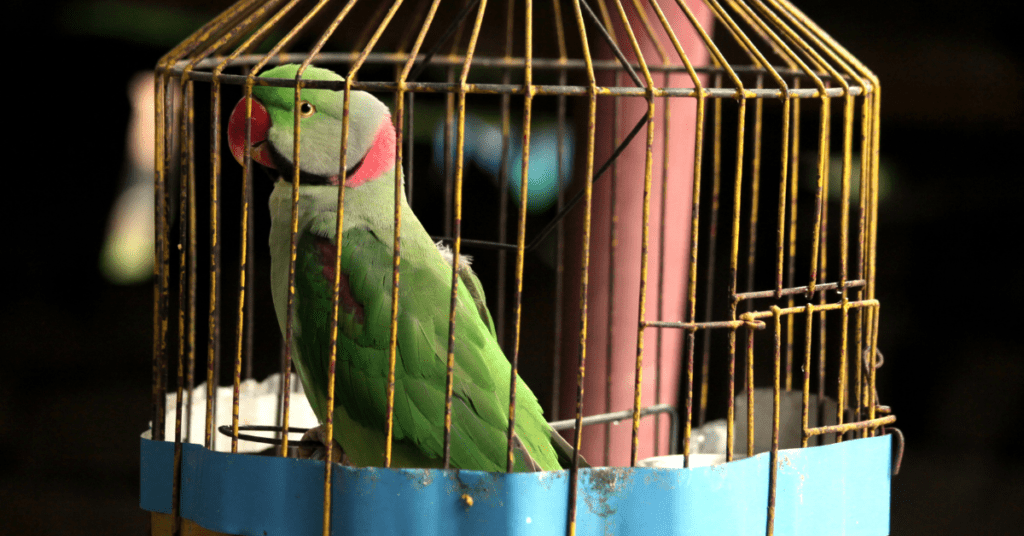 CAGED! The Fate of Protected Parrot Species in India 2 8 1