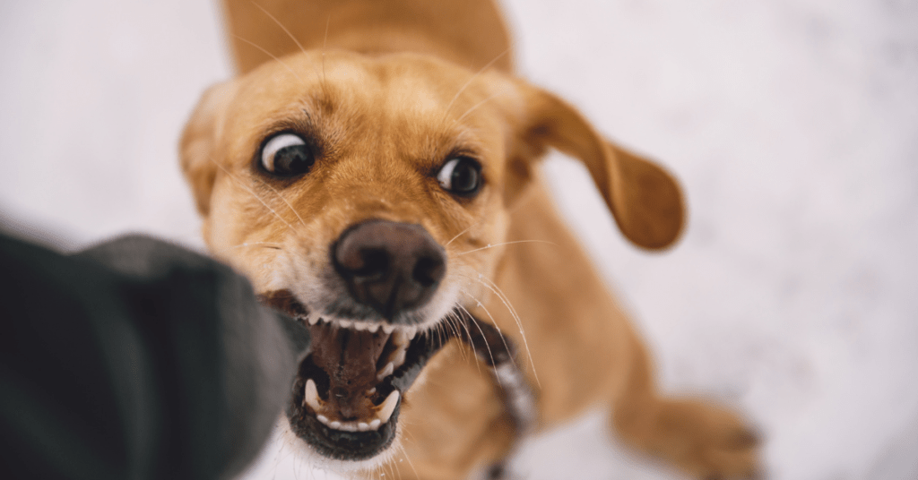 TAKING CARE OF DOG BITES 1 2