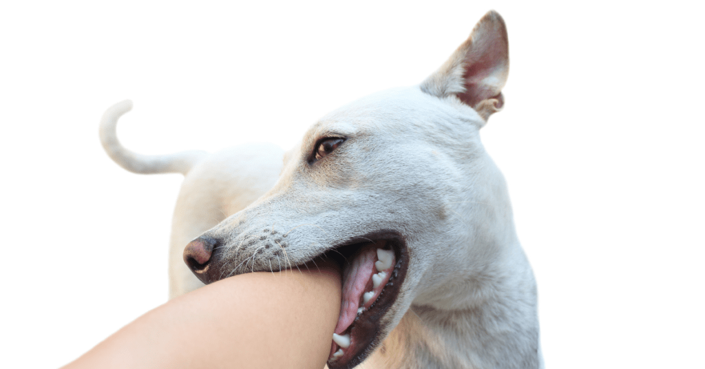 TAKING CARE OF DOG BITES 4 4