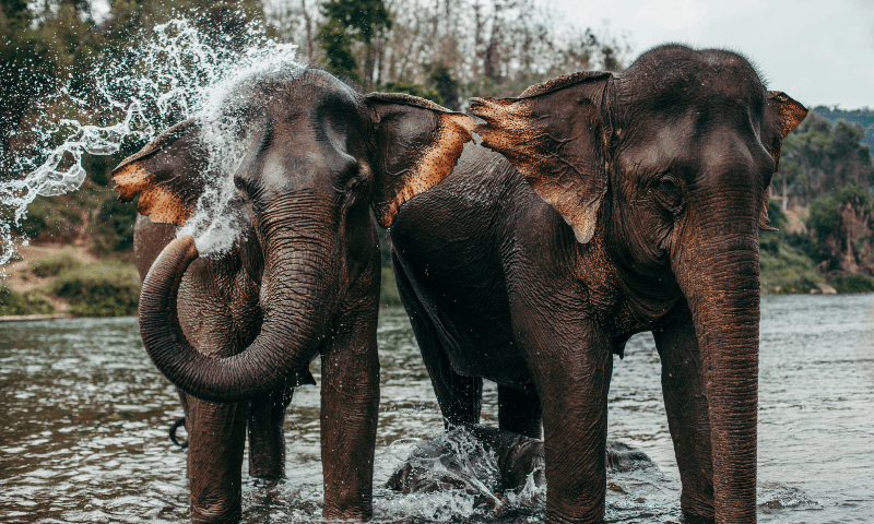 THE PLIGHT OF ELEPHANTS IN THE LAND OF GANESHA 2 2