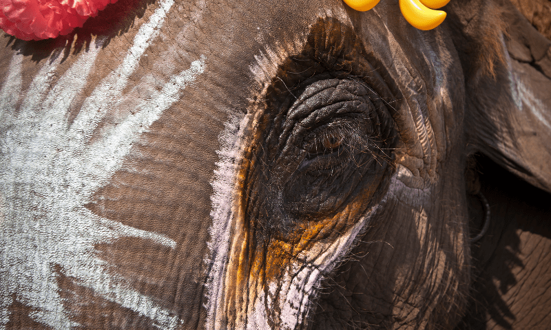 THE PLIGHT OF ELEPHANTS IN THE LAND OF GANESHA 4 4 1