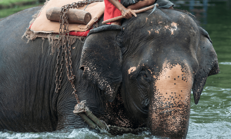 THE PLIGHT OF ELEPHANTS IN THE LAND OF GANESHA 1 6