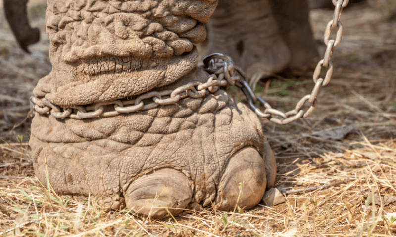 THE PLIGHT OF ELEPHANTS IN THE LAND OF GANESHA 3 7