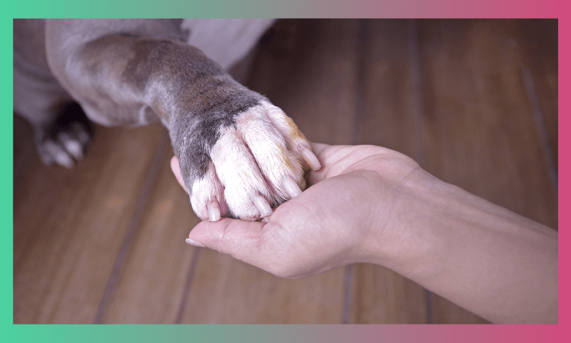 Tips to take care of your Dog in Indian Winters! 1 1 4 1