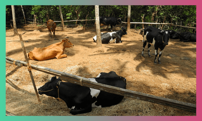Dairy Farms: A Cow’s Concentration Camp 2 1 4