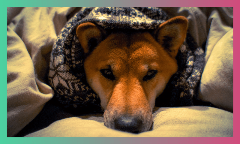Tips to take care of your Dog in Indian Winters! 3 1 6