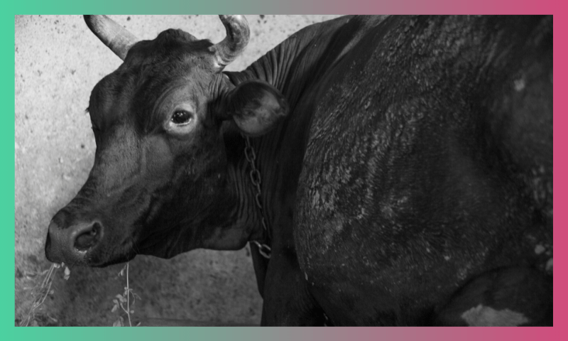 Dairy Farms: A Cow’s Concentration Camp 1 3 3