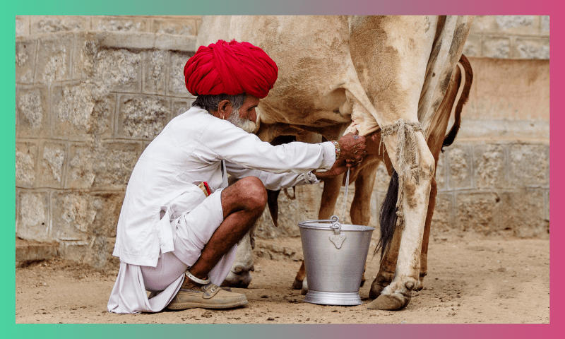 Dairy Farms: A Cow’s Concentration Camp 3 4