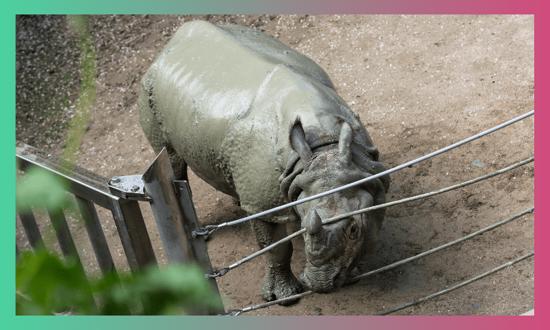 SAY NO TO WILDLIFE SELFIES! 1 13