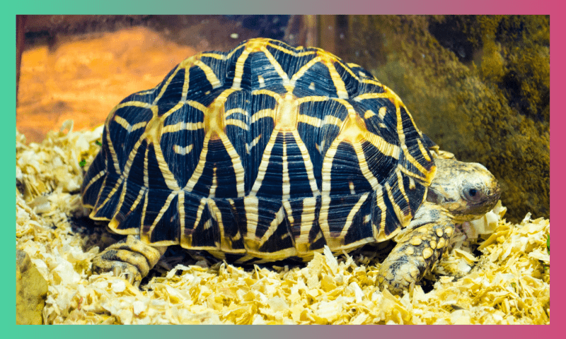 The Reality behind housing a Turtle 2 2