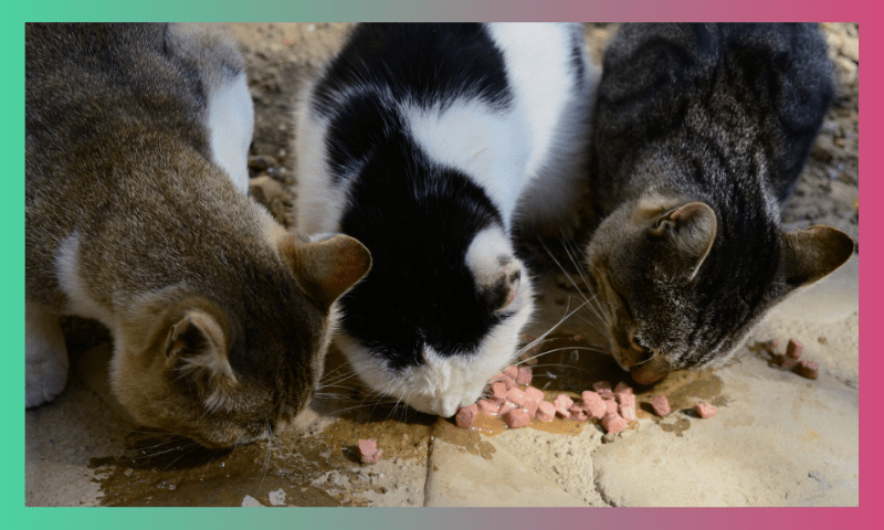 Avoid these Cat Feeding Mistakes 2 4 1