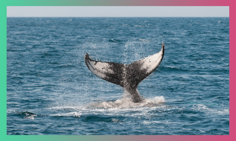 HOW CAN SAVING WHALES SAVE THE PLANET? 1 4 2