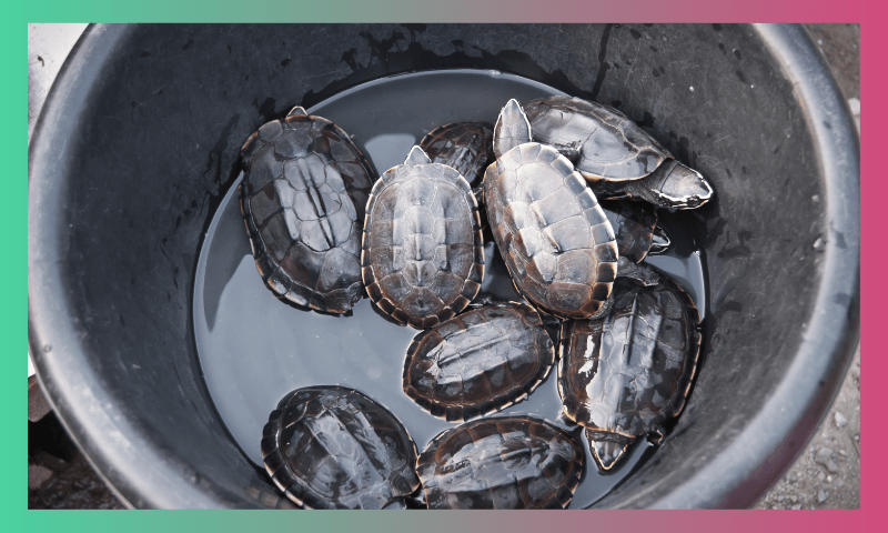 The Reality behind housing a Turtle 1 5 2