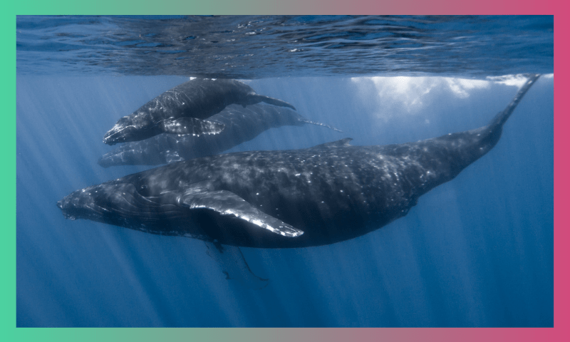 HOW CAN SAVING WHALES SAVE THE PLANET? 2 5 3