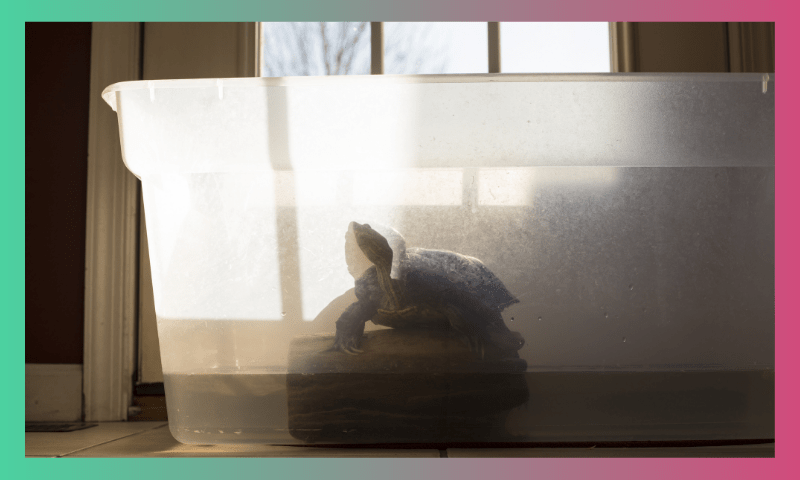 The Reality behind housing a Turtle 3 6 2