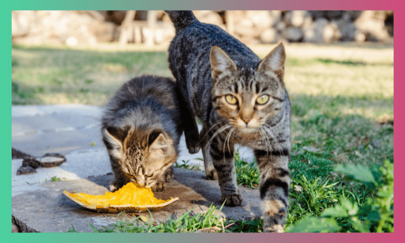 Avoid these Cat Feeding Mistakes 3 8 1