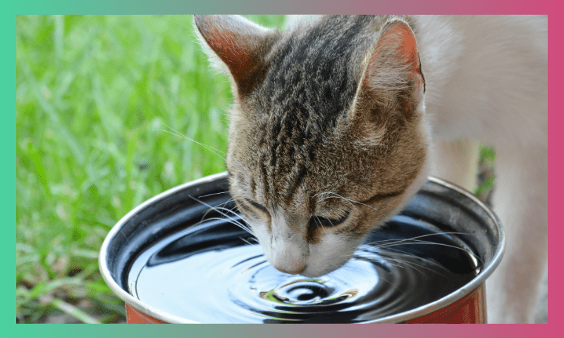 Avoid these Cat Feeding Mistakes 1 blog pic template